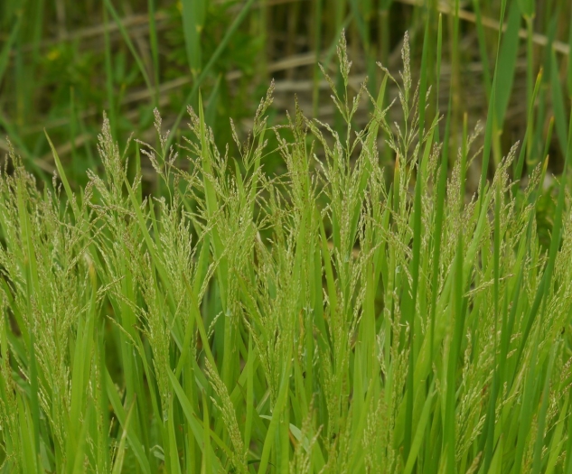 Catabrosa aquatica image