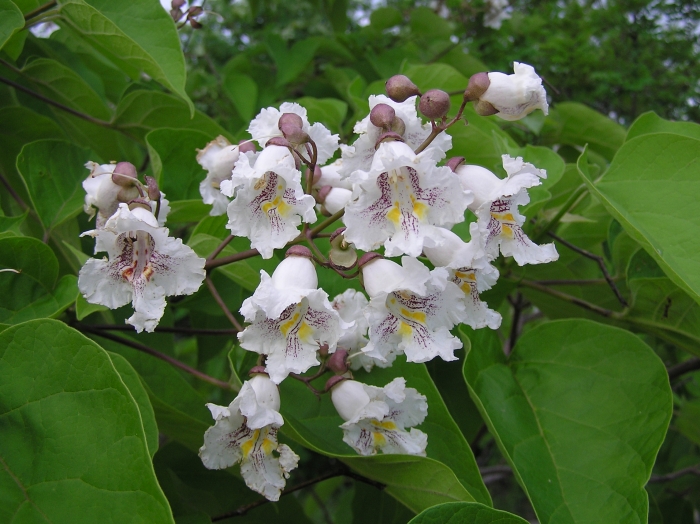Catalpa bignonioides image