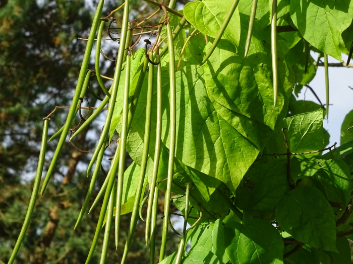 Catalpa bungei image