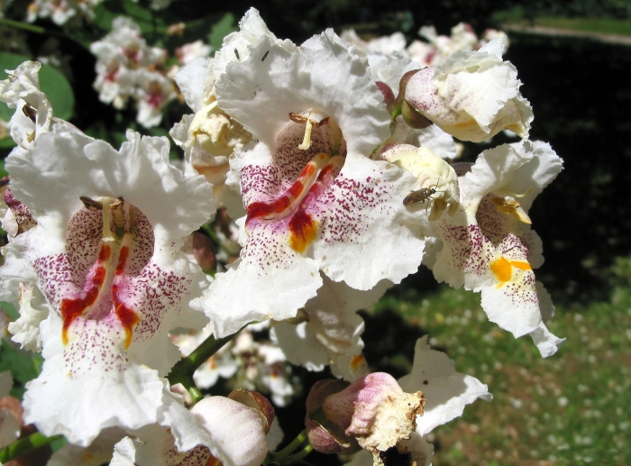 Catalpa speciosa image