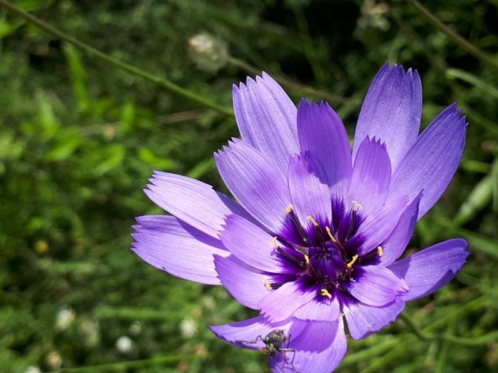 Catananche caerulea image