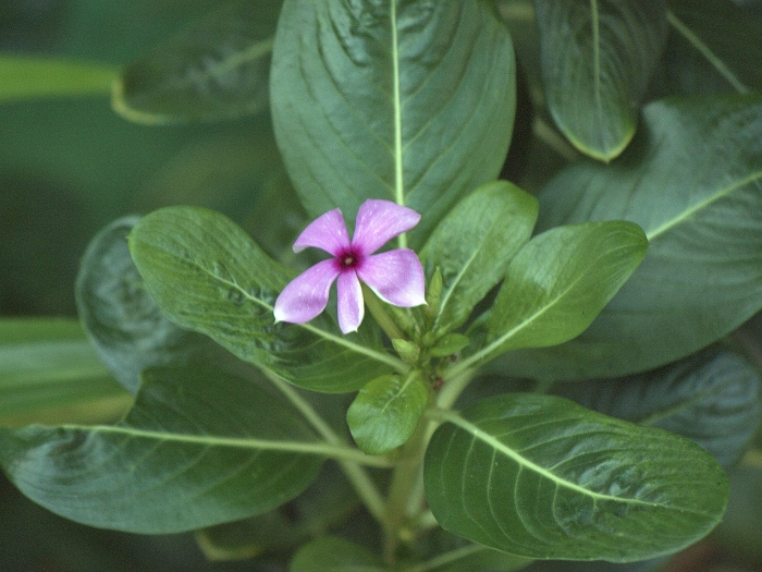 Catharanthus roseus image