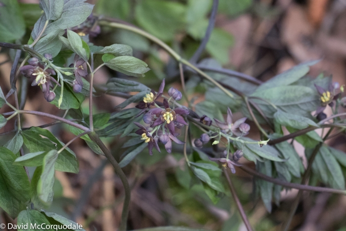 Caulophyllum giganteum image