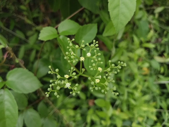 Causonis trifolia image