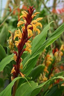 Cautleya spicata image