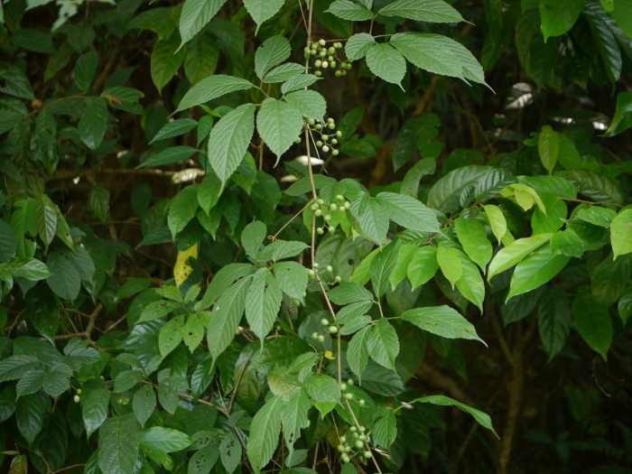 Cayratia pedata image