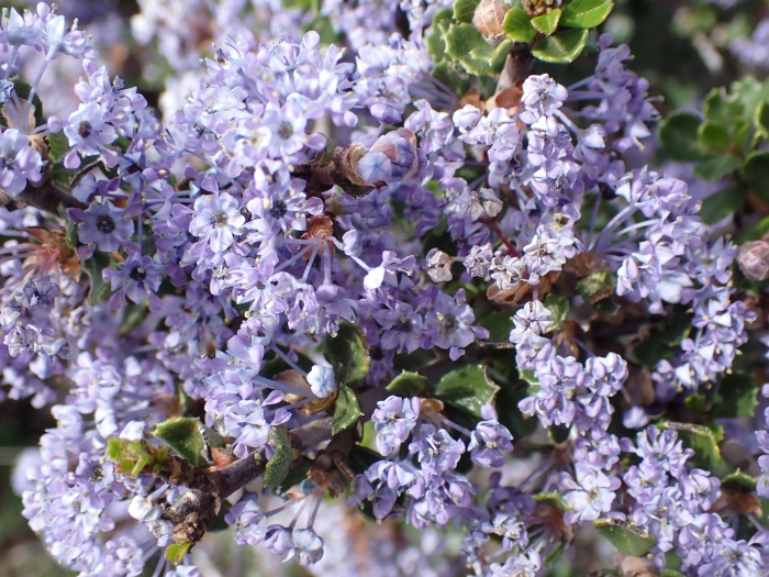 Ceanothus rigidus image