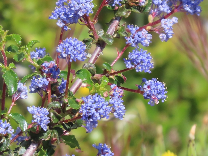 Ceanothus foliosus image