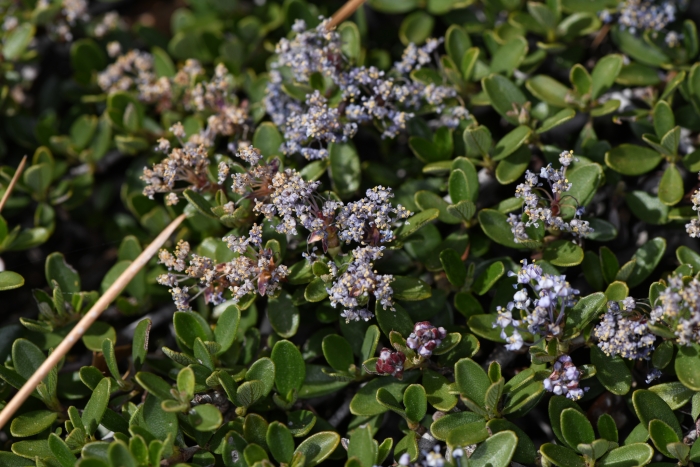 Ceanothus fresnensis image