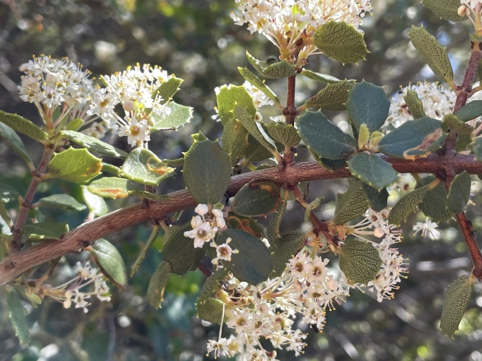 Ceanothus greggii image