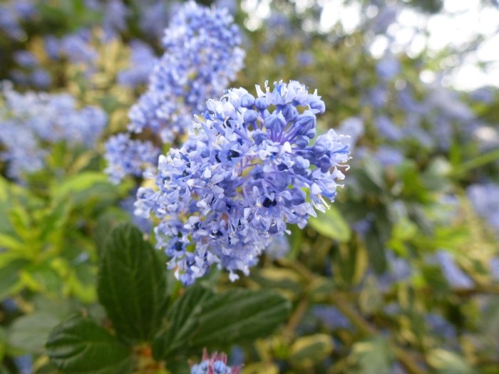 Ceanothus griseus image