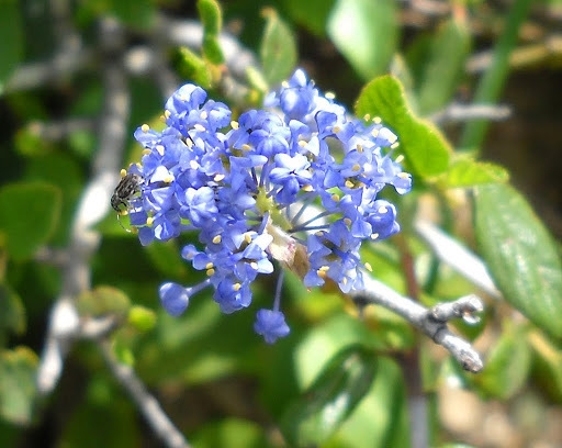 Ceanothus lemmonii image