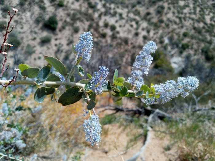 Ceanothus leucodermis image
