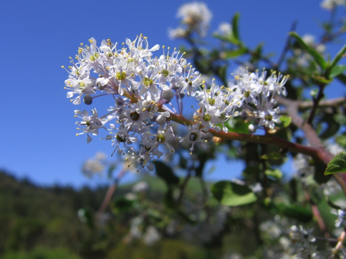 Ceanothus oliganthus image