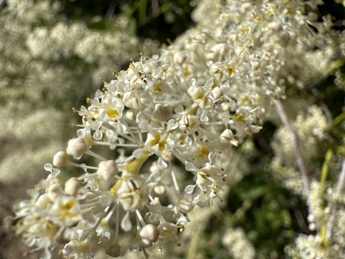 Ceanothus palmeri image