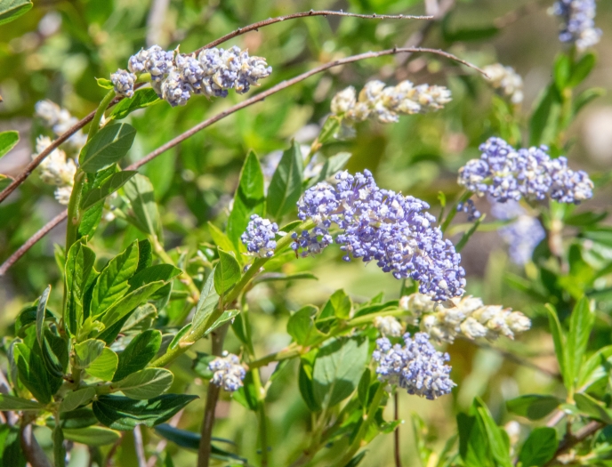 Ceanothus parryi image