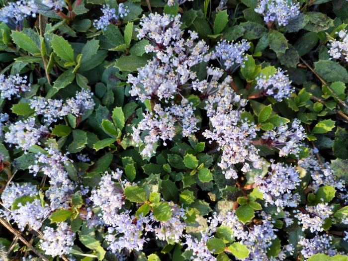 Ceanothus prostratus image