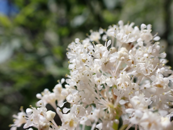 Ceanothus sanguineus image