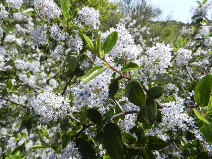 Ceanothus sorediatus image