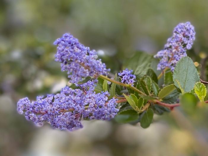 Ceanothus tomentosus image