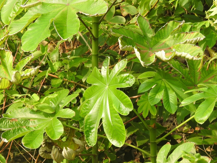 Cecropia peltata image