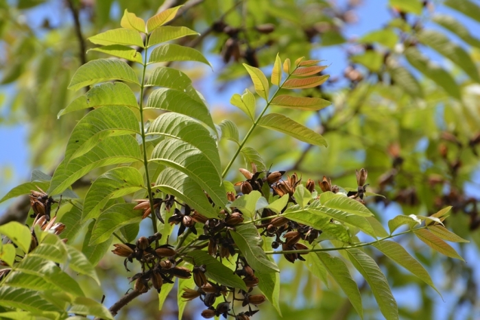 Cedrela odorata image
