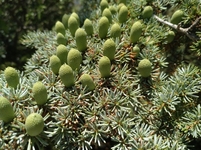 Cedrus brevifolia image