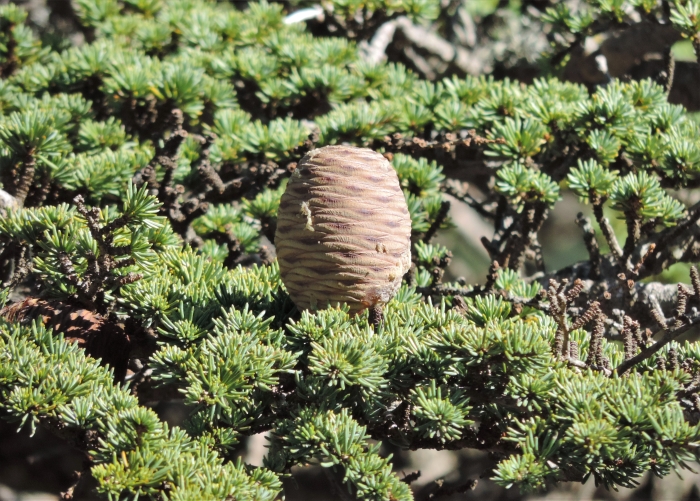 Cedrus libani image