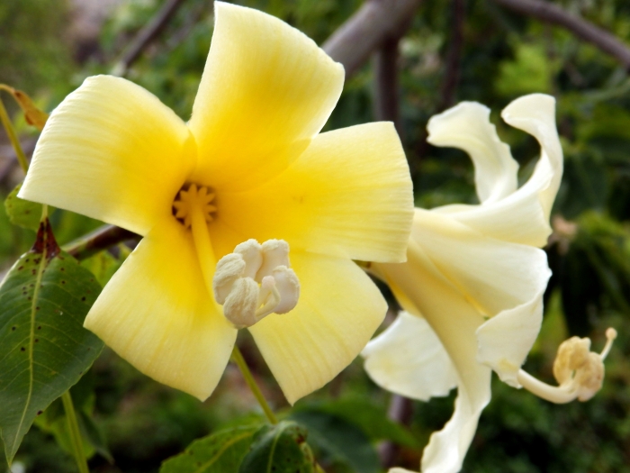 Ceiba insignis image