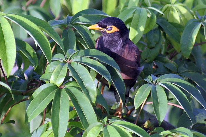 Ceiba pentandra image