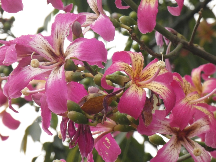Ceiba speciosa image