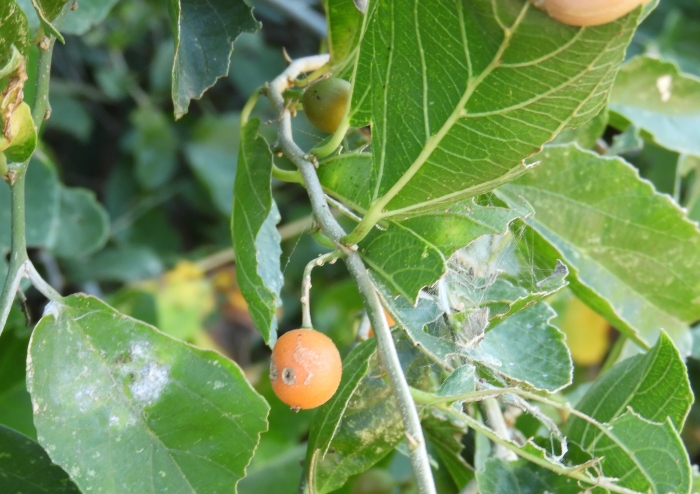 Celtis iguanaea image