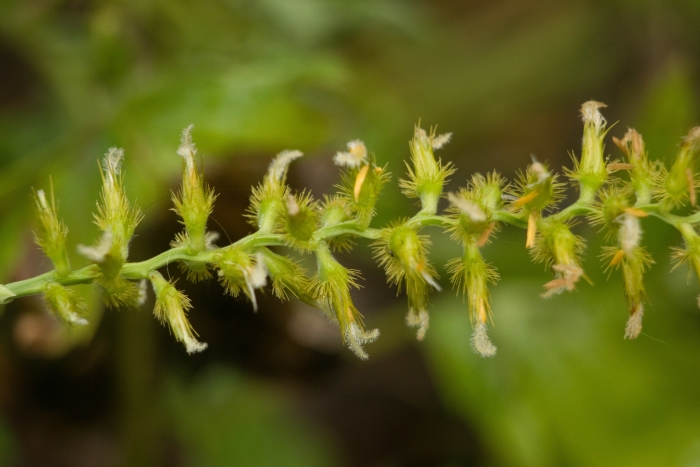 Cenchrus agrimonioides image