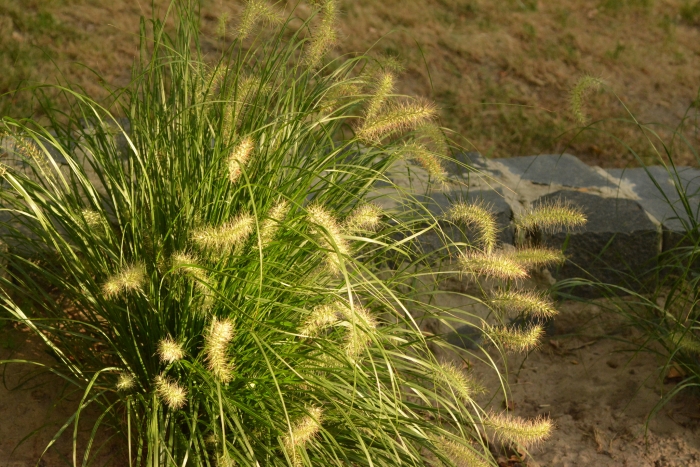 Cenchrus alopecuroides image