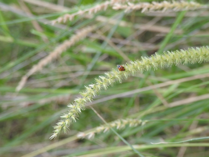 Cenchrus myosuroides image