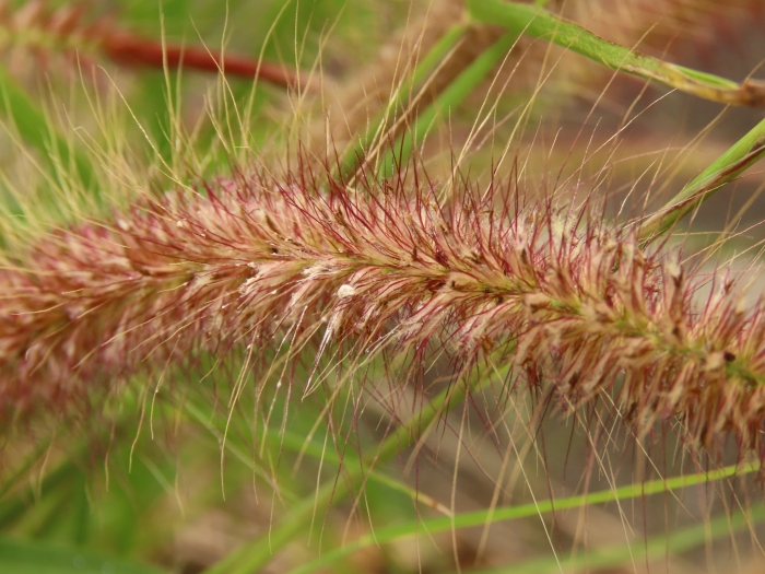 Cenchrus polystachios image