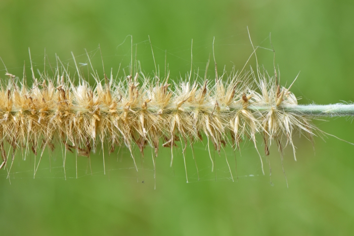 Cenchrus purpureus image