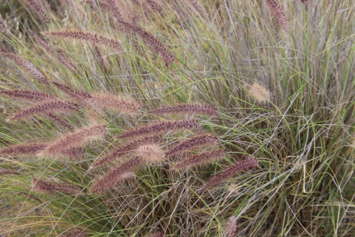Cenchrus setaceus image