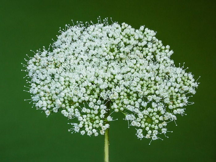 Cenolophium denudatum image