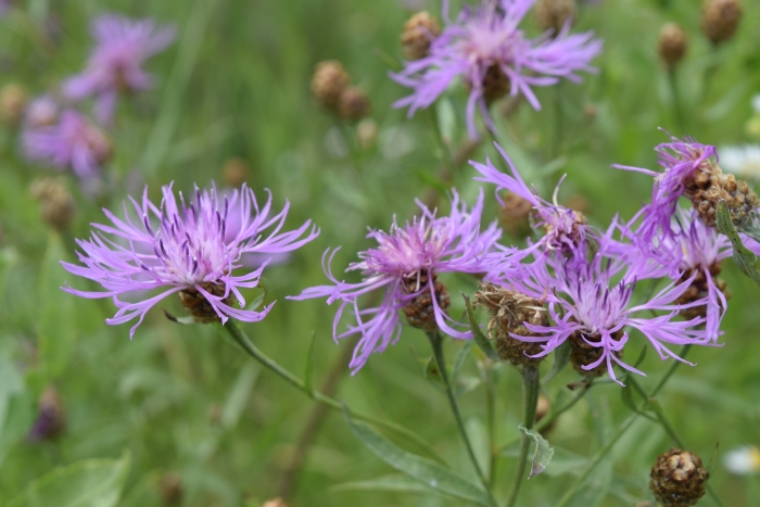 Centaurea jacea image