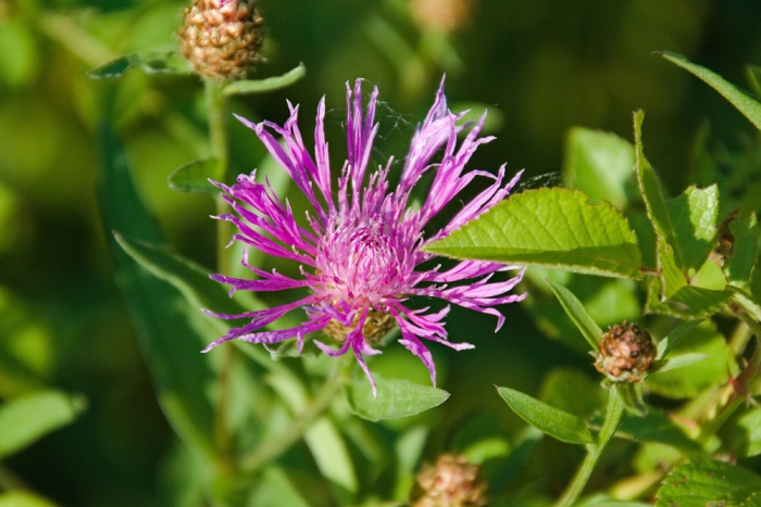 Centaurea ×moncktonii image
