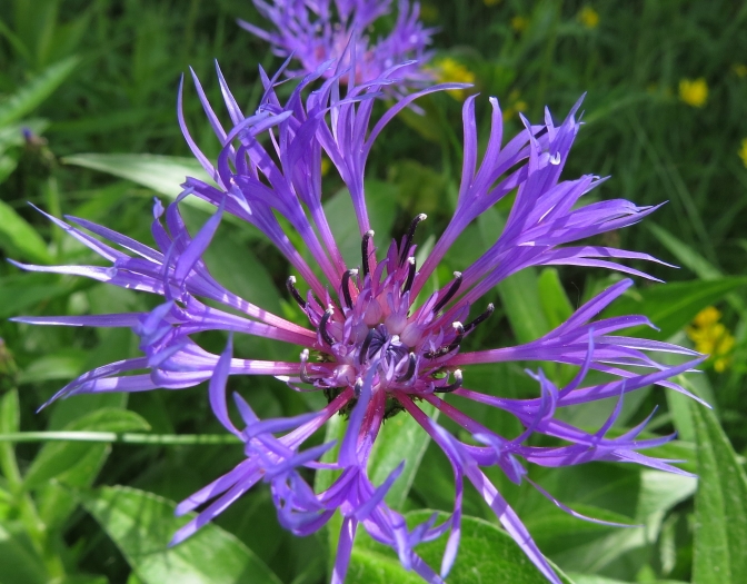 Centaurea montana image