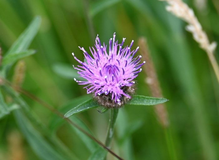 Centaurea nigra image