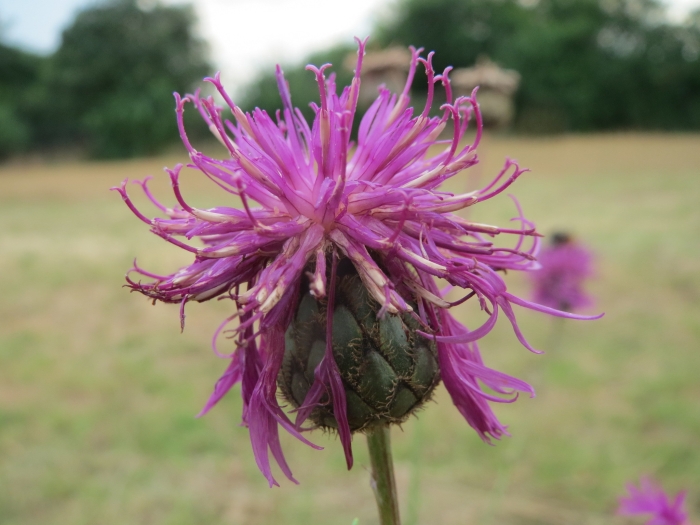 Centaurea scabiosa image