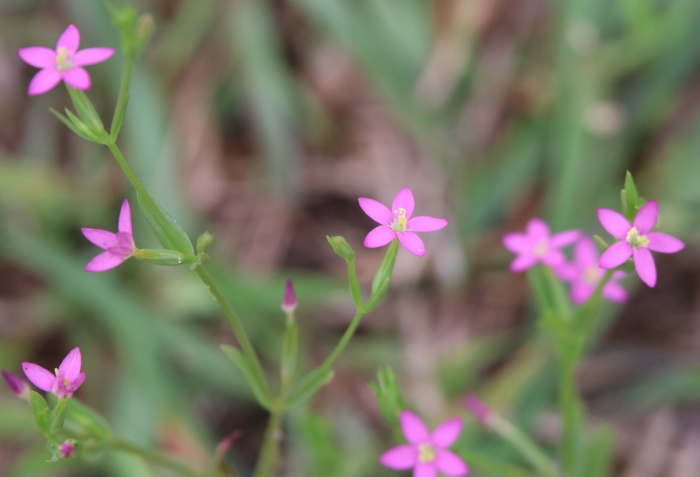 Centaurium pulchellum image