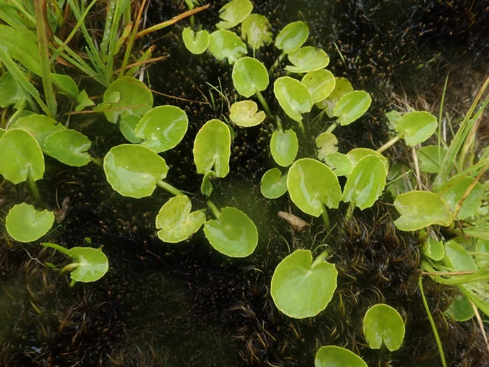 Centella asiatica image