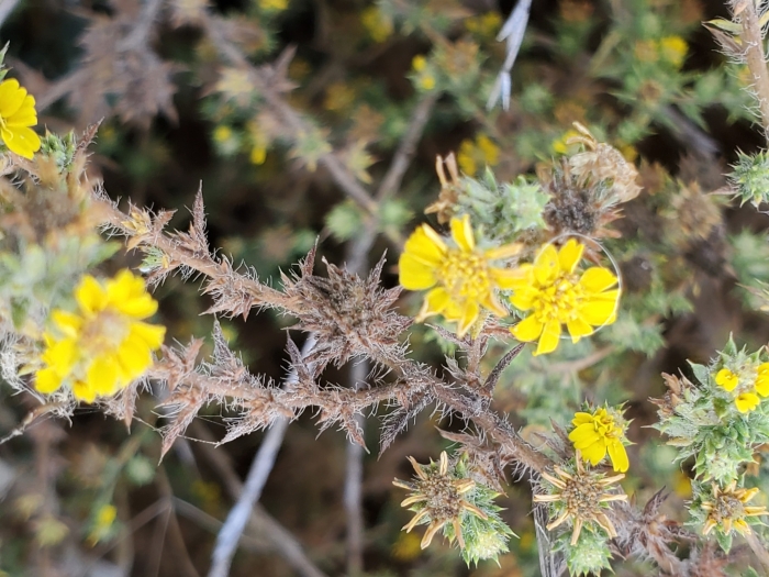 Centromadia parryi image