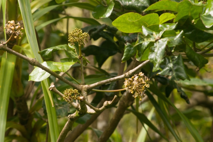 Ceodes umbellata image