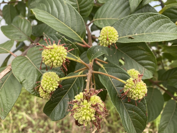 Cephalanthus tetrandra image