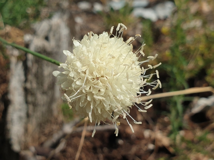 Cephalaria leucantha image